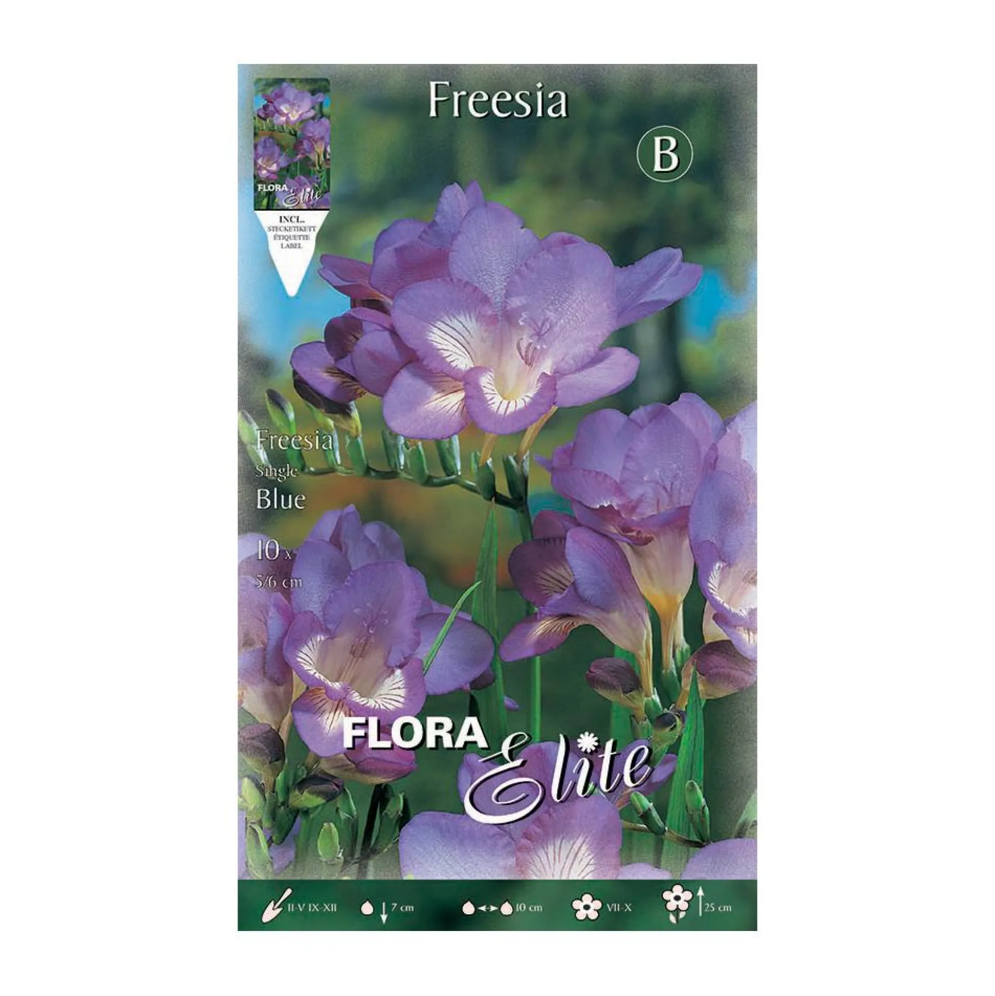 Bulbos Freesia simple azul 10 uds