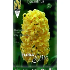 Bulbos Jacinto amarillo 3 uds