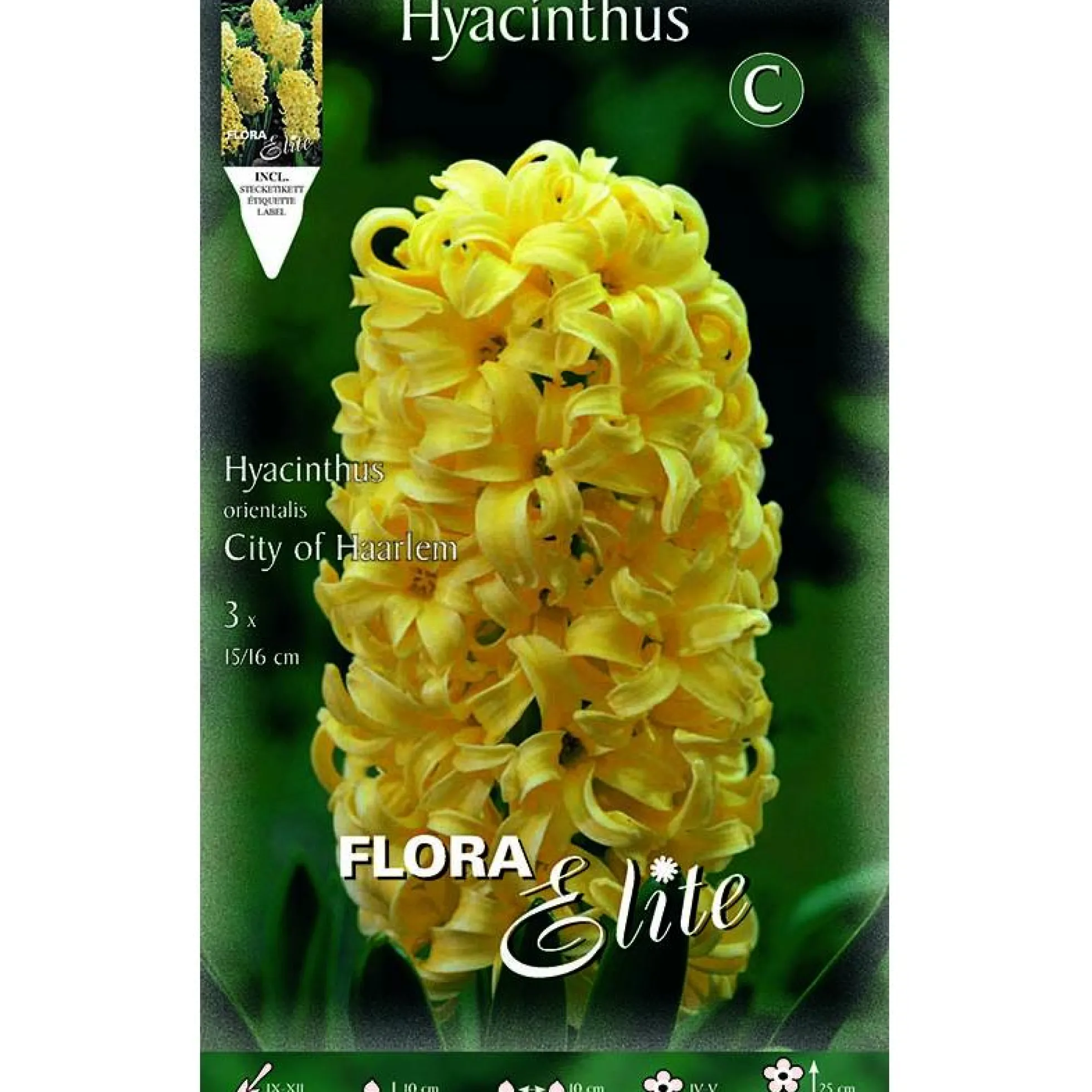 Bulbos Jacinto amarillo 3 uds