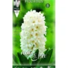 Bulbos Jacinto blanco 3 uds