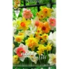 Bulbos Narciso trompeta mezcla 5 uds