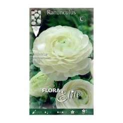 Bulbos Ranúnculo blanco 10 uds