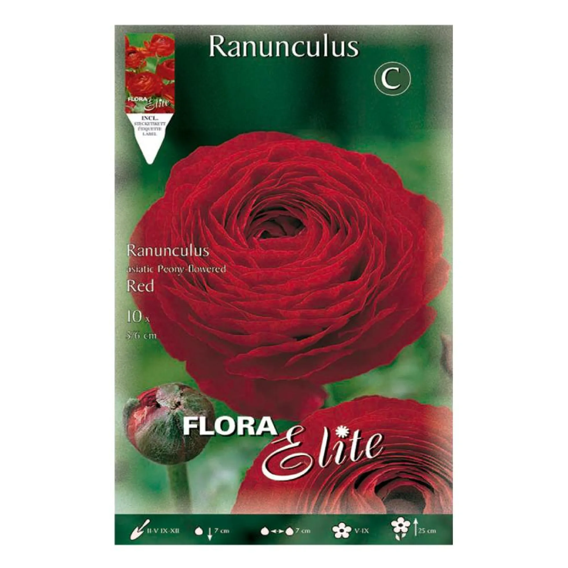 Bulbos Ranúnculo rojo 10 uds