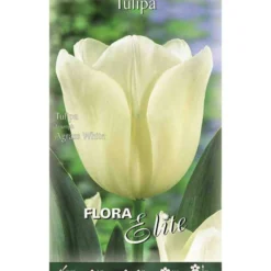 Bulbos Tulipán blanco 7 uds