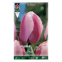 Bulbos Tulipán Darwin borde blanco 10 uds