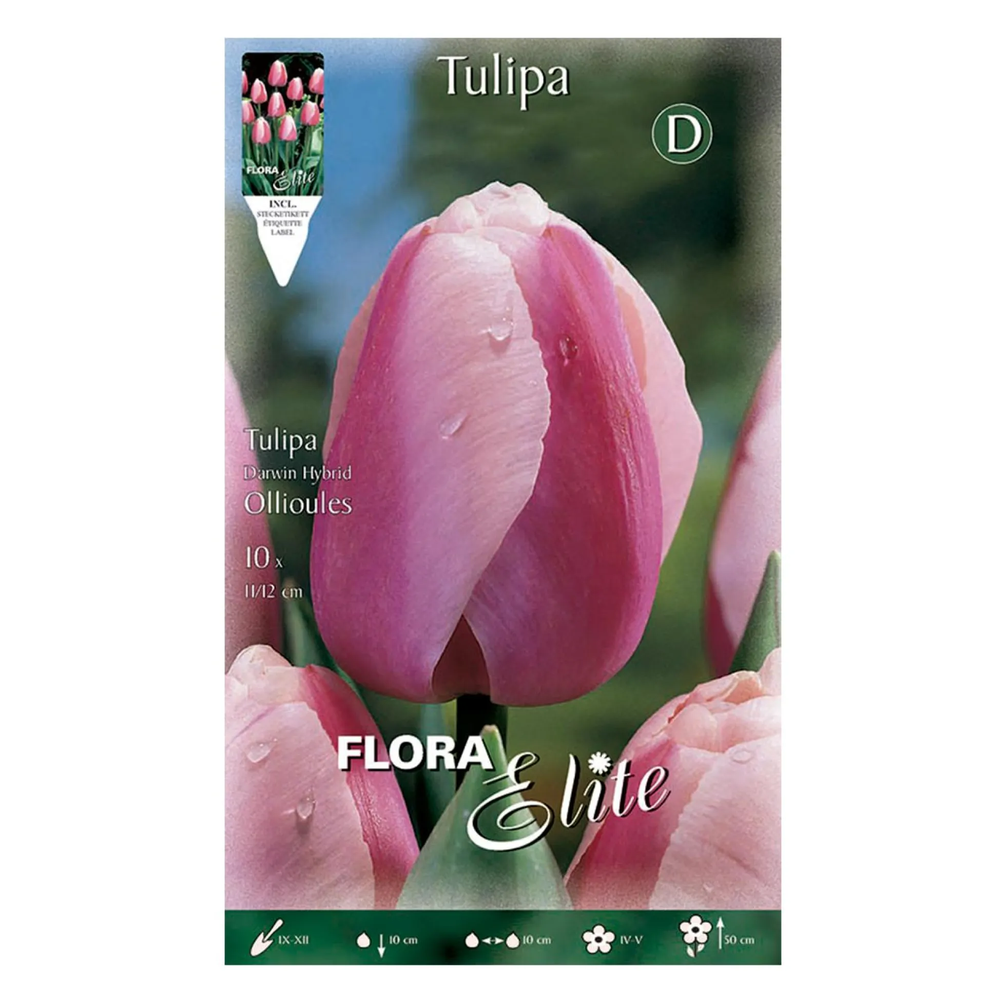 Bulbos Tulipán Darwin borde blanco 10 uds