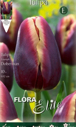 Bulbos Tulipán Doberman 10 uds