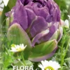 Bulbos Tulipán doble azul morado 5 uds