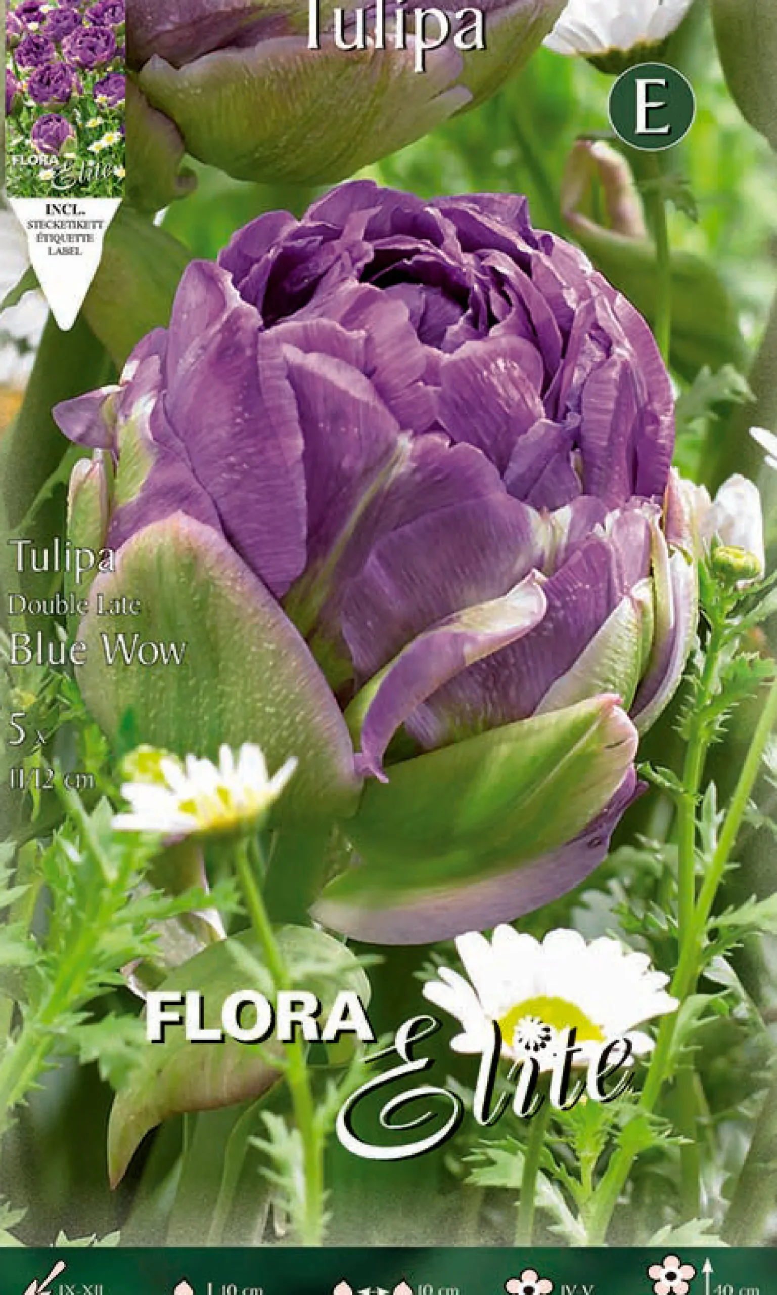 Bulbos Tulipán doble azul morado 5 uds