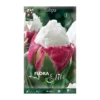 Bulbos Tulipán doble ice cream 5 uds