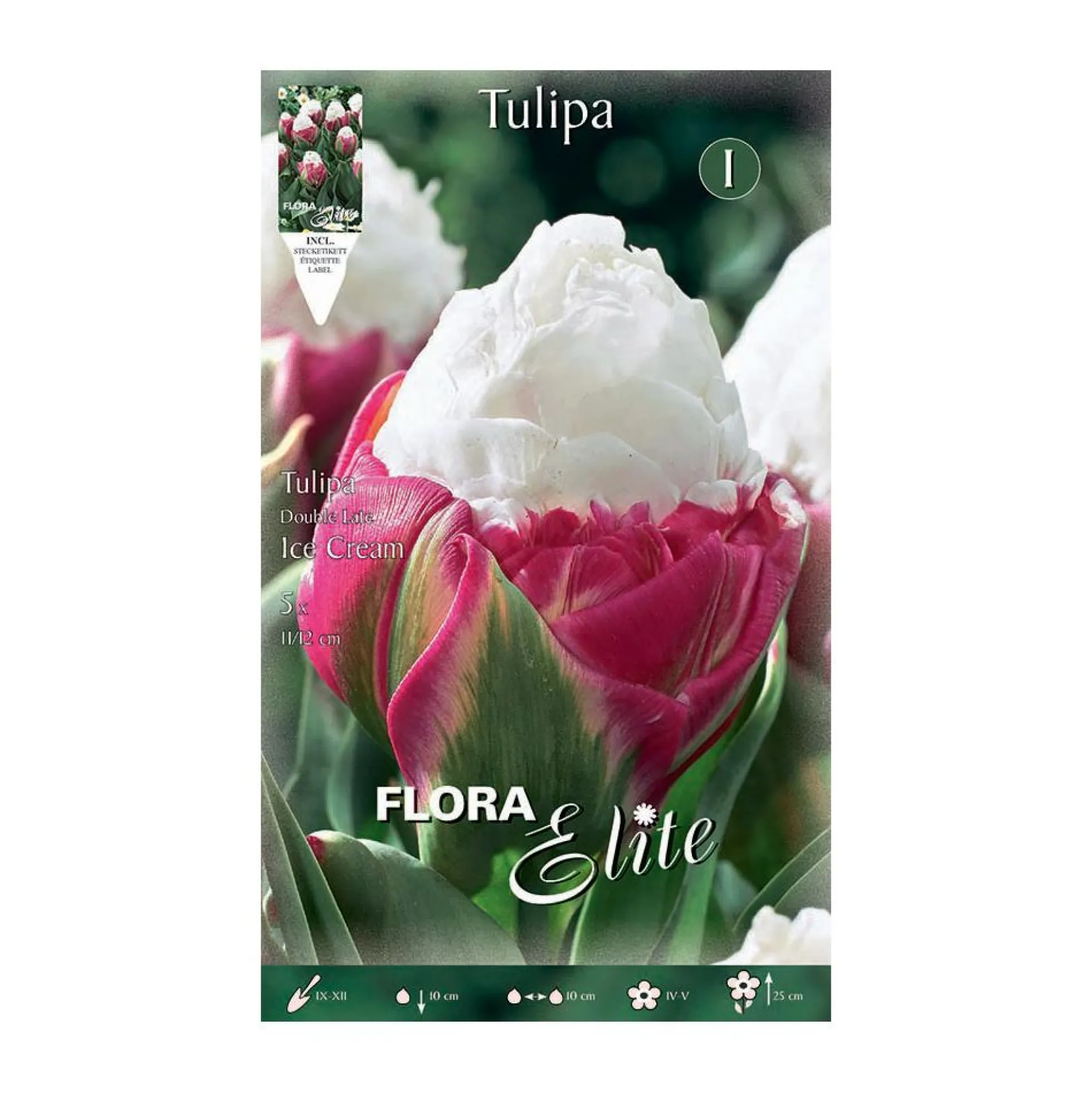 Bulbos Tulipán doble ice cream 5 uds