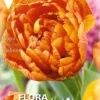 Bulbos Tulipán doble naranja 10 uds