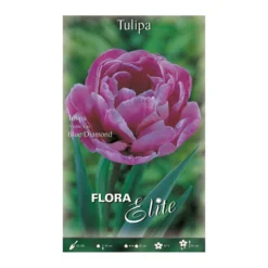 Bulbos Tulipán doble rosa 7 uds