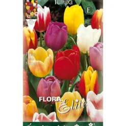 Bulbos Tulipán mezcla 7 uds