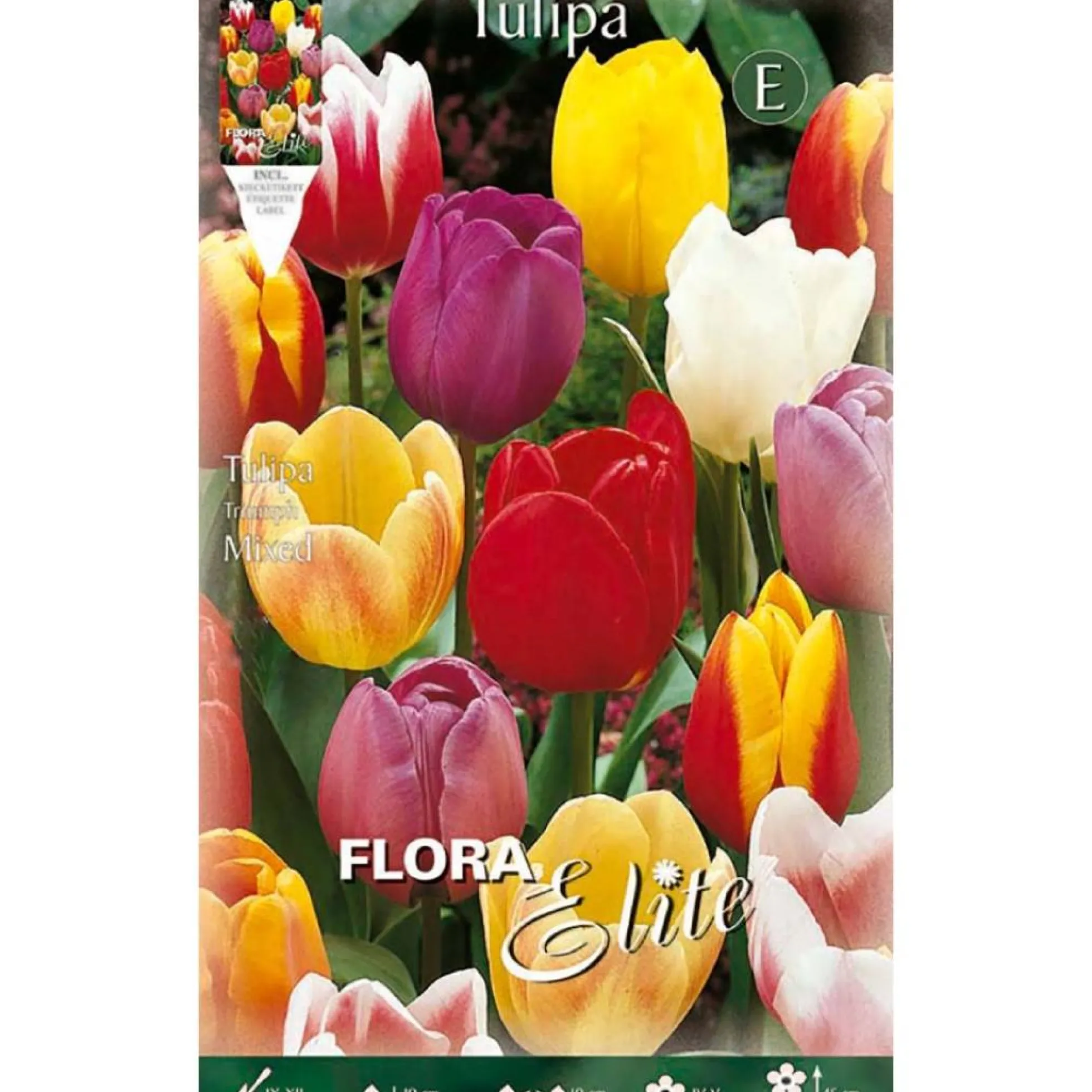 Bulbos Tulipán mezcla 7 uds