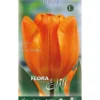 Bulbos Tulipán naranja 7 uds