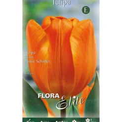 Bulbos Tulipán naranja 7 uds