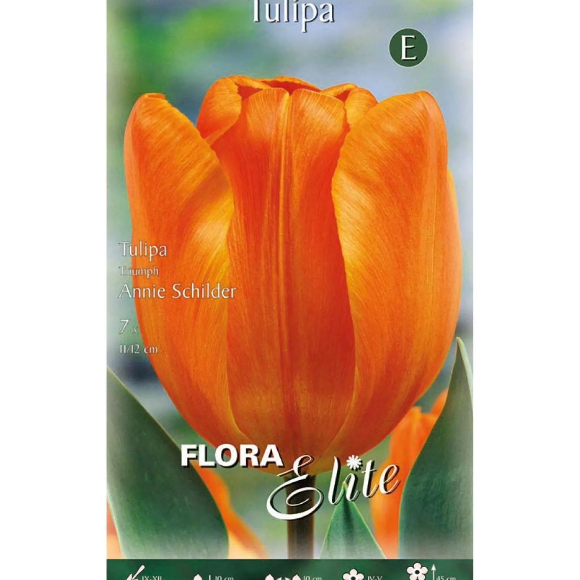 Bulbos Tulipán naranja 7 uds