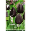 Bulbos Tulipán negro 7 uds