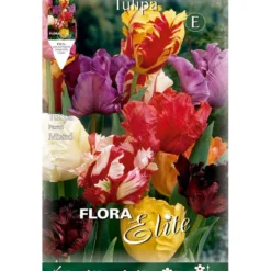 Bulbos Tulipán Papagayo mezcla 7 uds