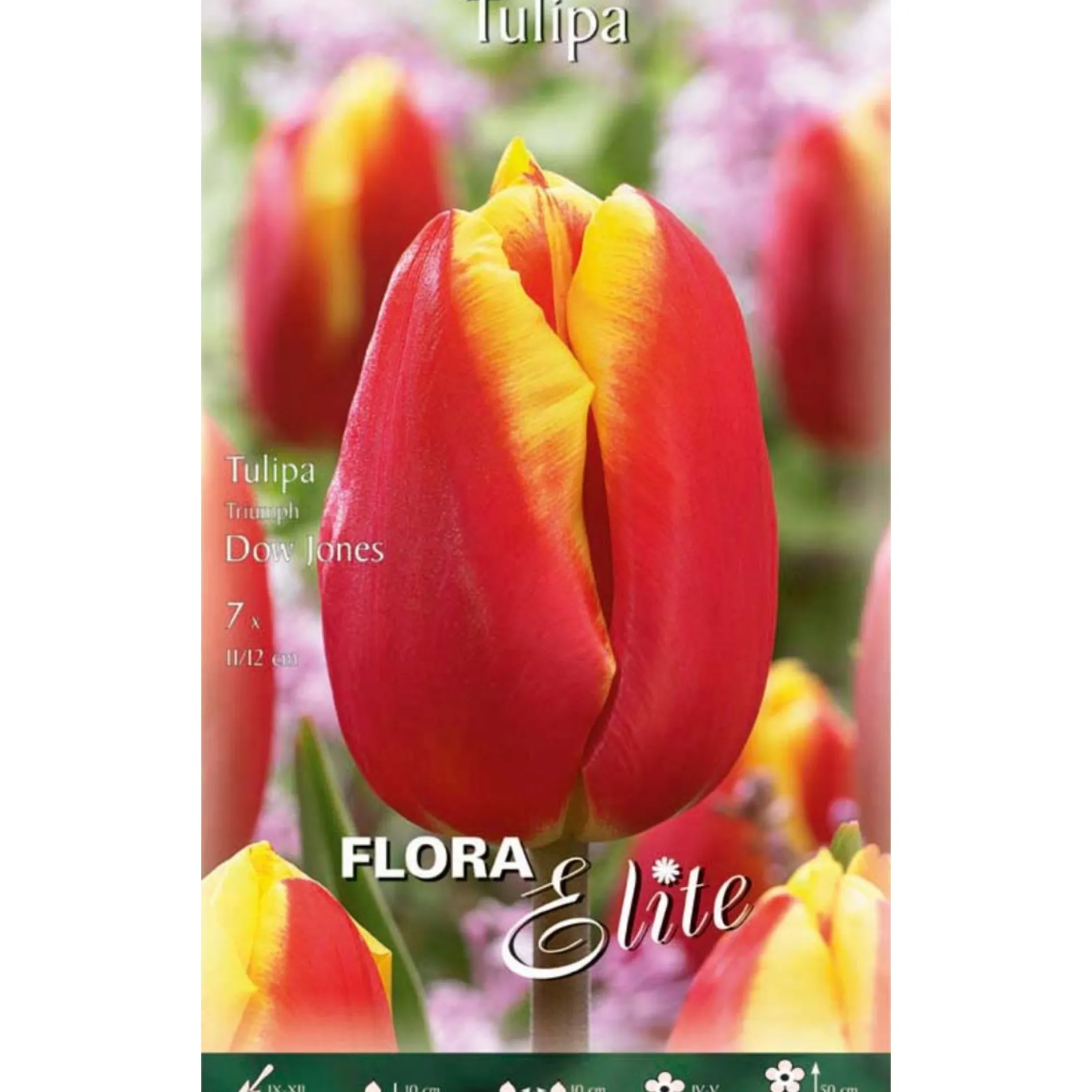 Bulbos Tulipán rojo borde amarillo 7 uds