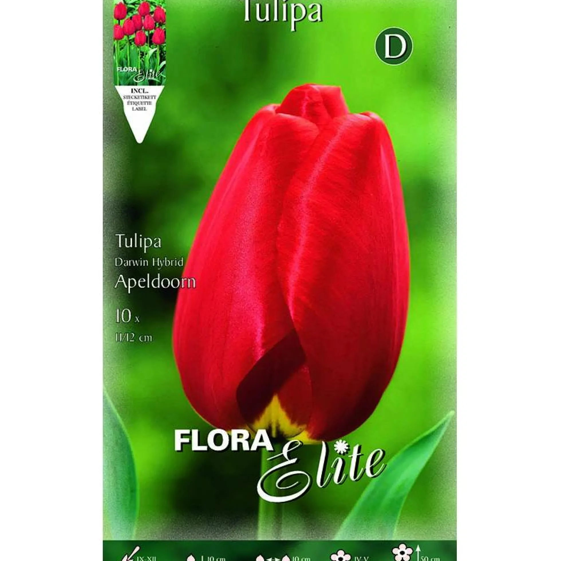 Bulbos Tulipán rojo 10 uds