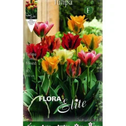Bulbos Tulipán viridiflora mezcla 7 uds