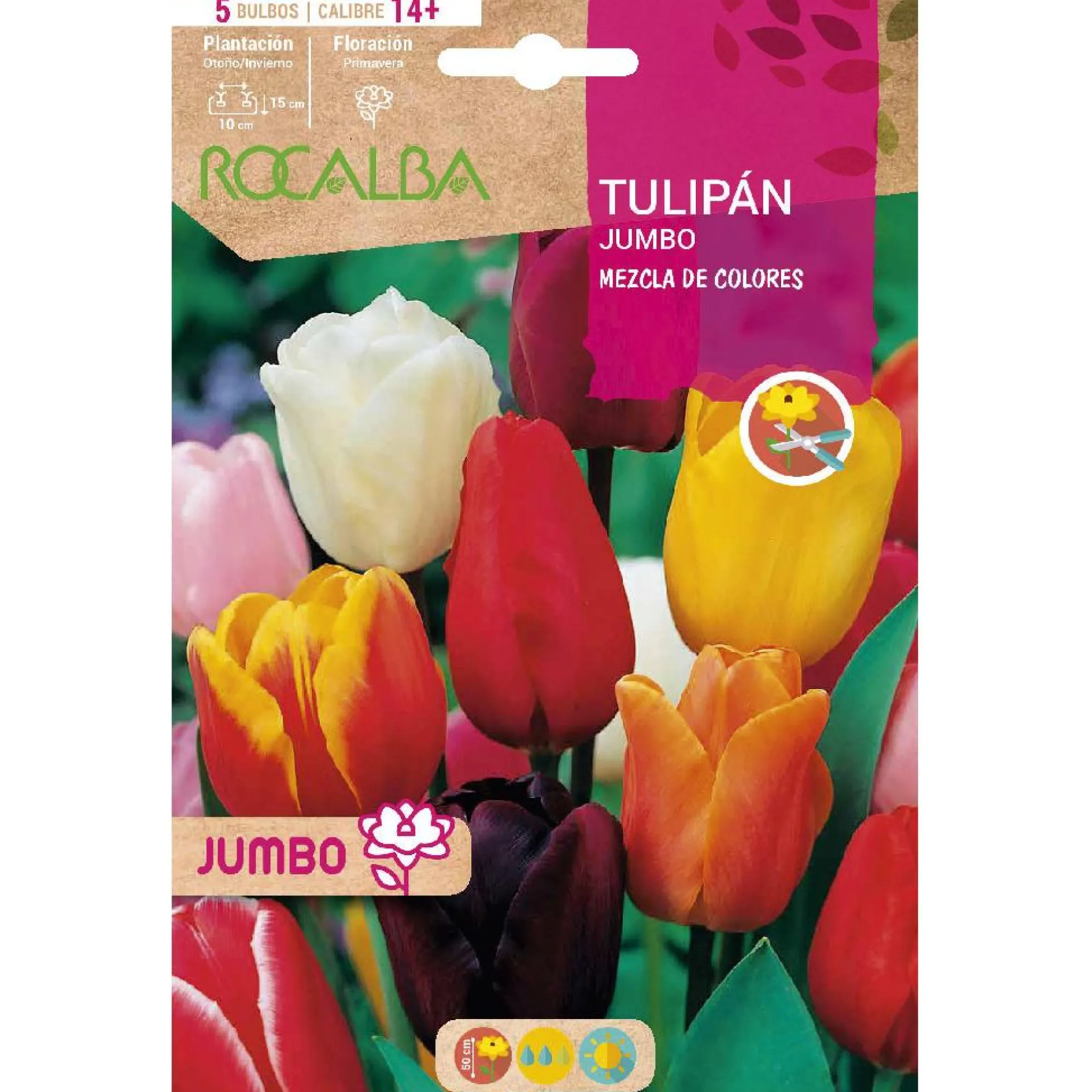 Bulbo Tulipán Jumbo mezcla 5 uds Rocalba