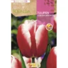 Bulbo Tulipán Leen van den Mark rojo blanco 5 uds Rocalba