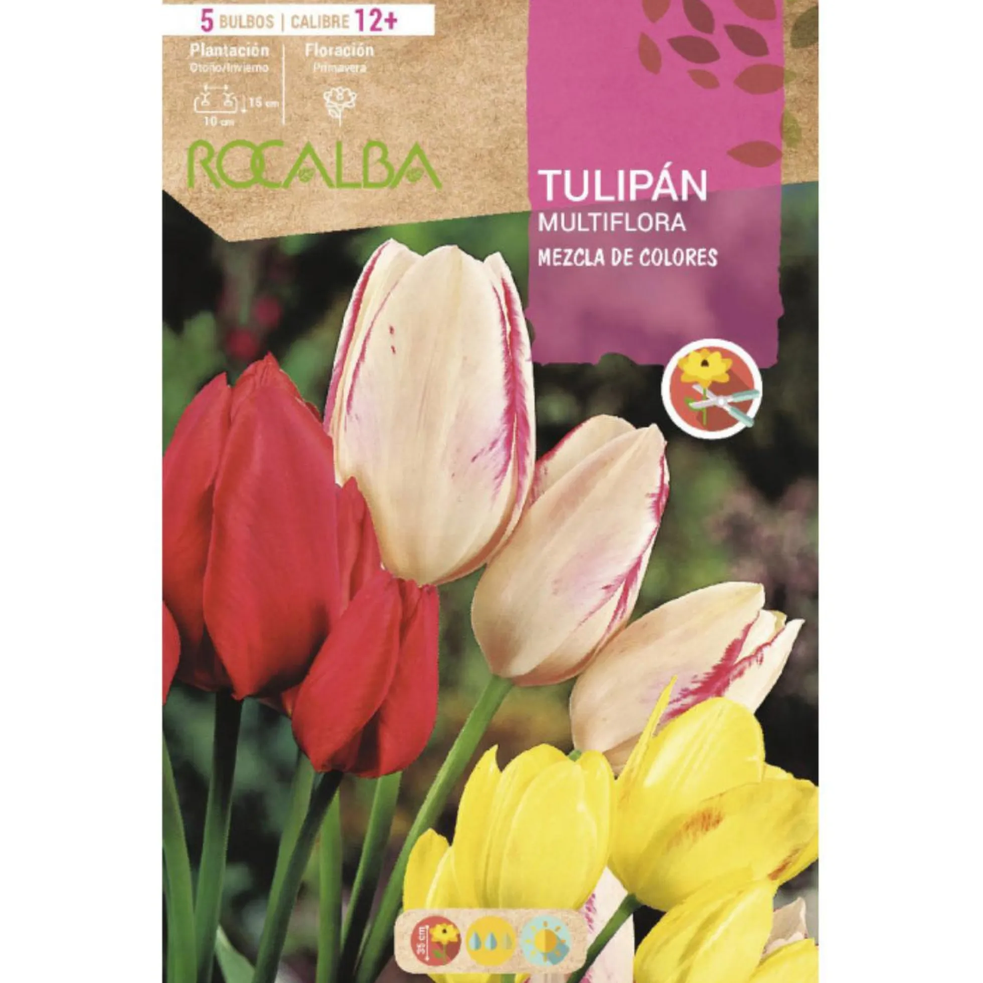 Bulbo Tulipán Multiflora mezcla 5 uds Rocalba