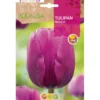 Bulbo Tulipán Negrita violeta 5 uds Rocalba
