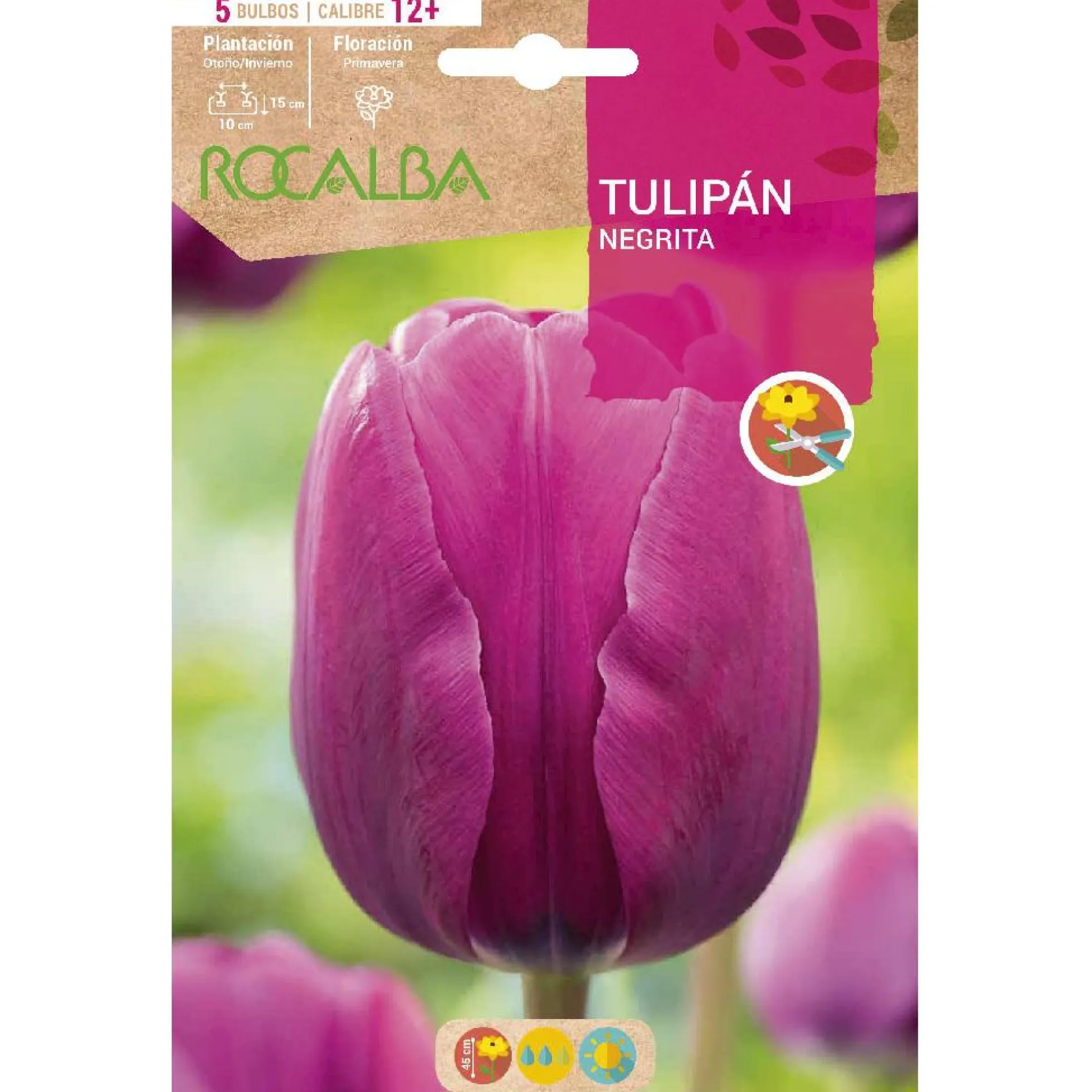 Bulbo Tulipán Negrita violeta 5 uds Rocalba