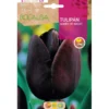 Bulbo Tulipán Queen Of Night negro 5 uds Rocalba