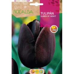 Bulbo Tulipán Queen Of Night negro 5 uds Rocalba