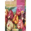 Bulbo Tulipán Rembrandt mezcla 5uds Rocalba