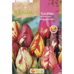 Bulbo Tulipán Rembrandt mezcla 5uds Rocalba