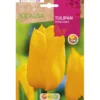 Bulbo Tulipán Yokohama amarillo 5 uds Rocalba