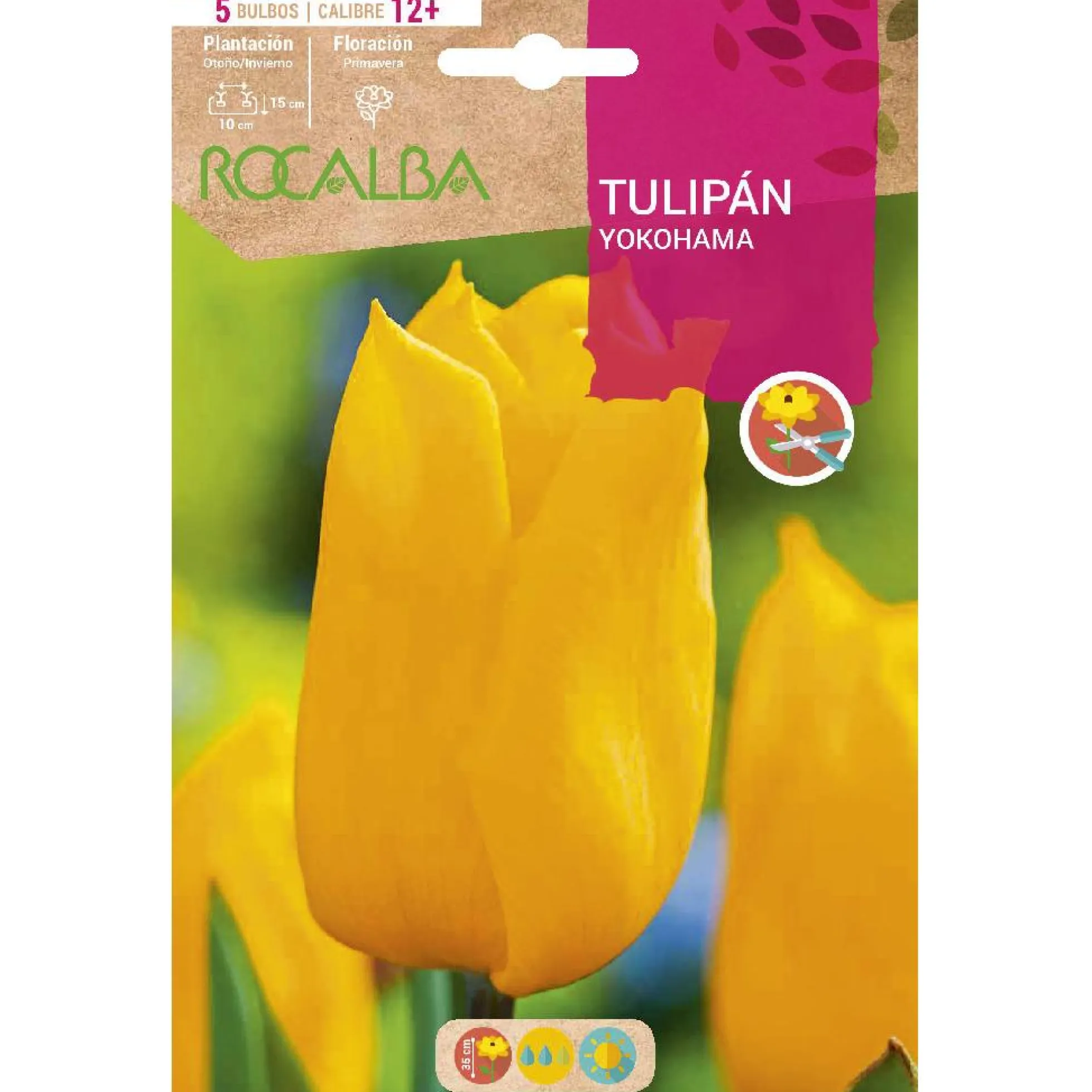 Bulbo Tulipán Yokohama amarillo 5 uds Rocalba