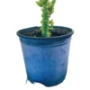 Cactus Alfiler De Eva, Maceta De 20 Cm.