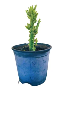 Cactus Alfiler De Eva, Maceta De 20 Cm.
