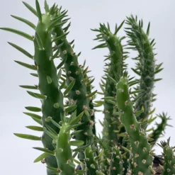 Cactus Alfiler De Eva, Maceta De 24 Cm.