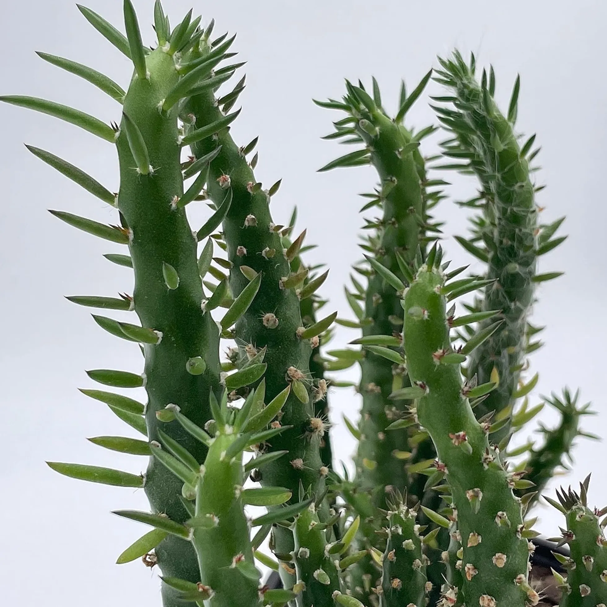 Cactus Alfiler De Eva, Maceta De 24 Cm.