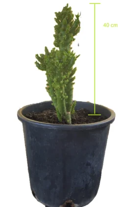 Cactus Alfiler De Eva, Maceta De 24 Cm.