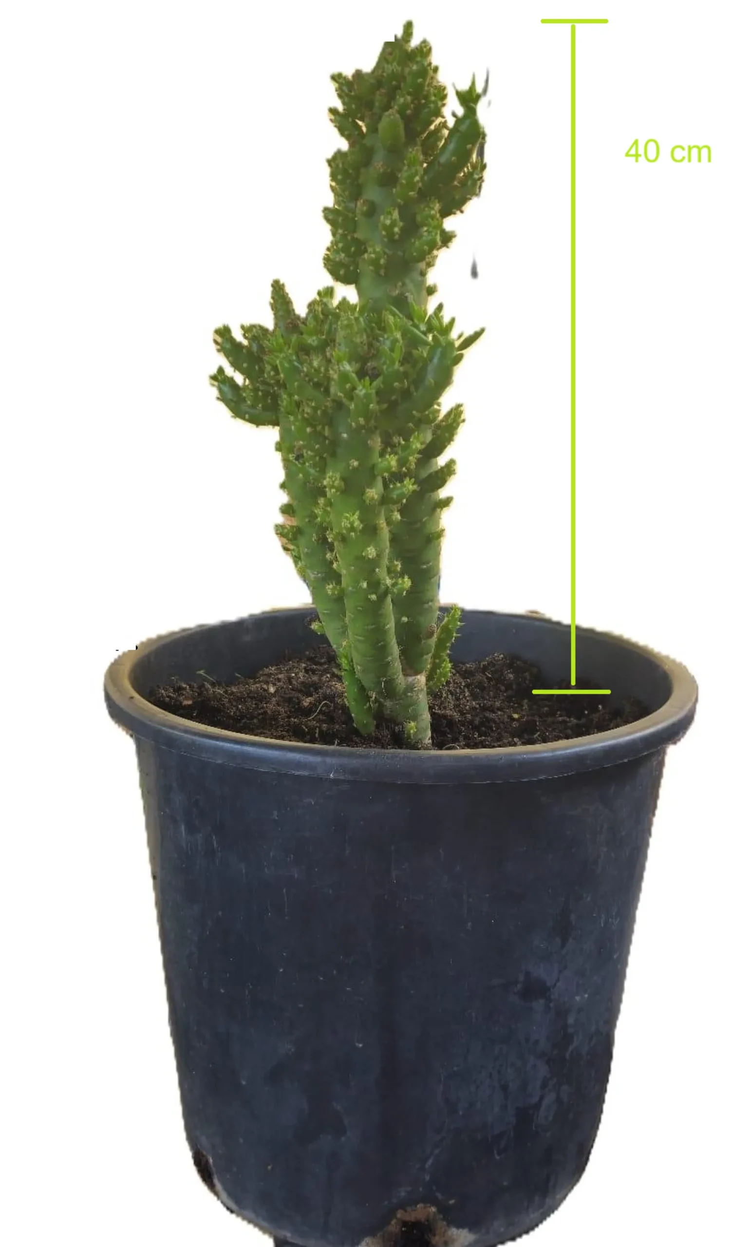 Cactus Alfiler De Eva, Maceta De 24 Cm.