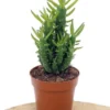 Cactus Alfiler De Eva, Maceta De 17 Cm.