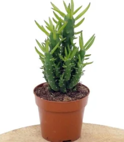 Cactus Alfiler De Eva, Maceta De 17 Cm.