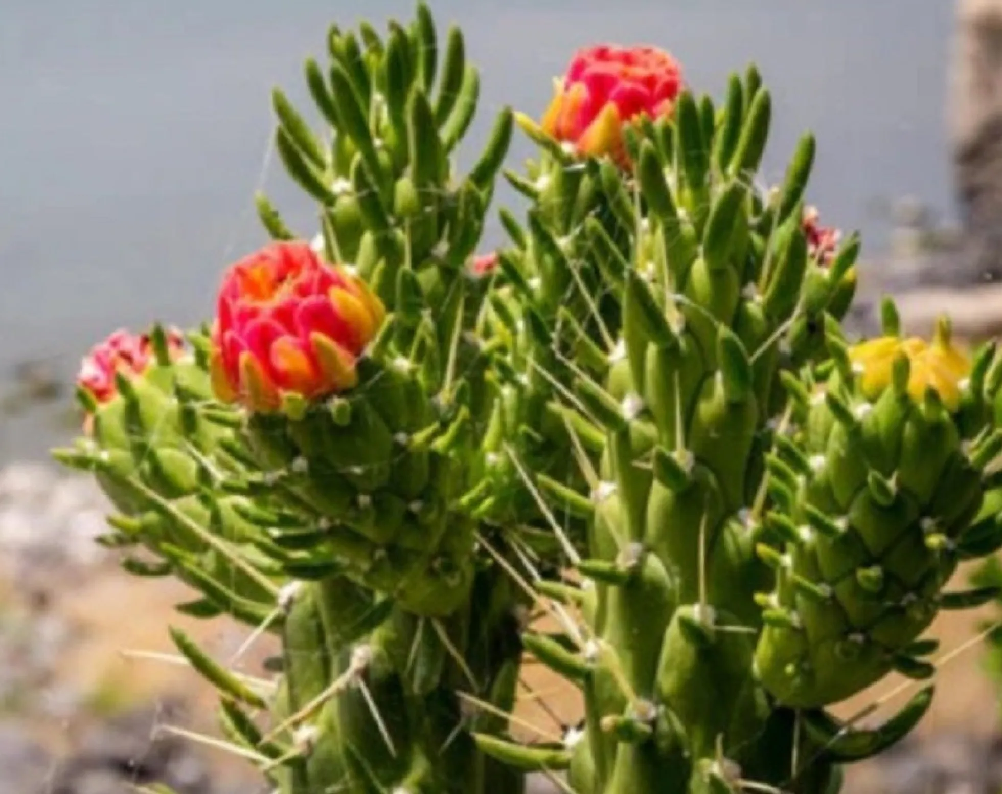 Cactus Alfiler De Eva, Maceta De 17 Cm.