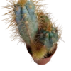 Cactus Azul Columnar Maceta Pequeña Ø5 Cm