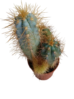 Cactus Azul Columnar Maceta Pequeña Ø5 Cm