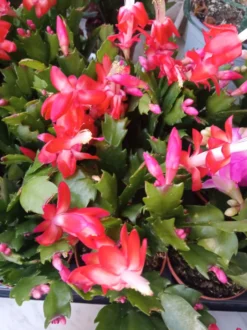 Cactus De Navidad Color Rojo